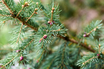 brown spruce branch with green needles and buds