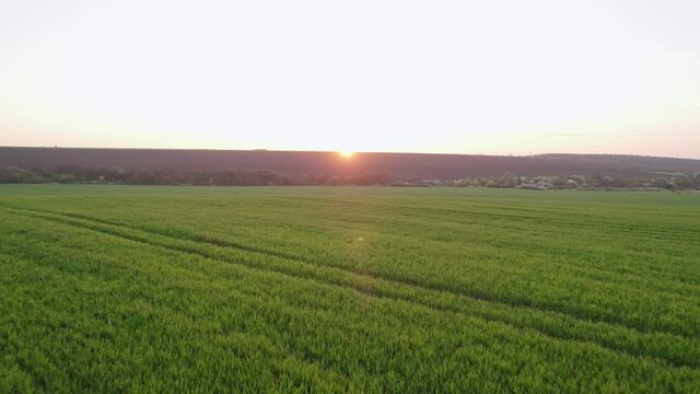Agricultural field green wheat on sunny day at sunset Aerial view slide forward drone. Spring wheat. Sun's rays make their way through the grass. Lens flares. Nature