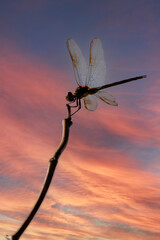 Dragonfly Perched on Branch with sunset background