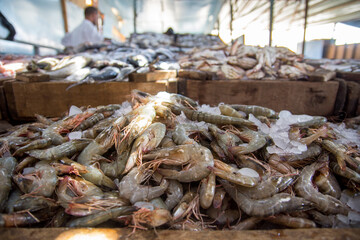Fresh frozen shrimps on the fish  market