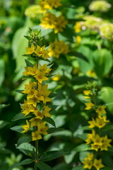 Lysimachia punctata bright yellow dotted loosestrife flowering plant, group of beautiful flowers in bloom