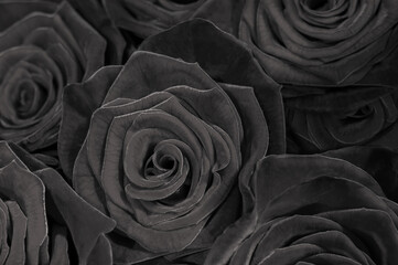 Obraz premium dark black roses. a lote of close-up roses.
