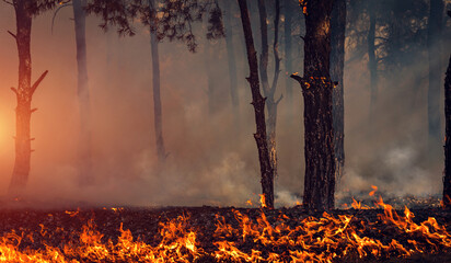  wildfire at sunset, burning pine forest .