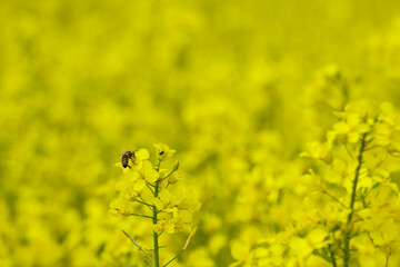 Biene auf einer Rapsblüte