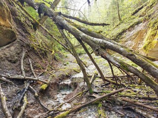 stream in the forest between steep shores