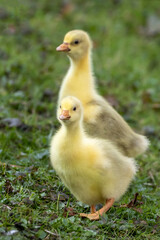 cute domestic geese (Anser anser domesticus) chicks on nature background