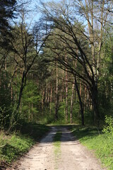 Forest sand road on a sunny day,