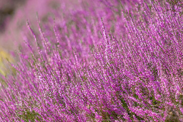 Fototapeta na wymiar Selective focus of purple flowers on the field, Calluna vulgaris (ling, or simply heather) is the sole species in the genus Calluna in the flowering plant family Ericaceae, Nature floral background.