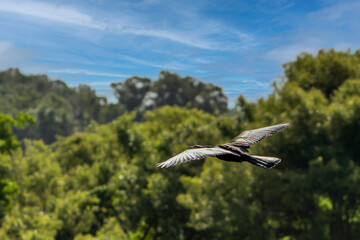 Bird In Flight over green forest under blue sky
