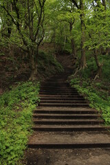 stairs in the forest