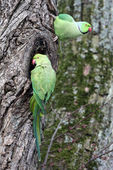 view of green parakeet (Psittacula krameri) perching on blooming tree