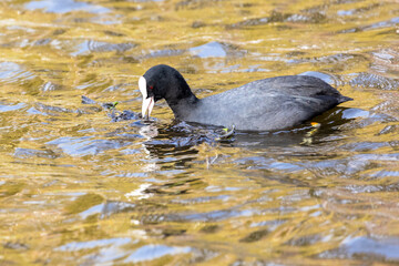 Close view of Eurasian coot (Fulica atra)