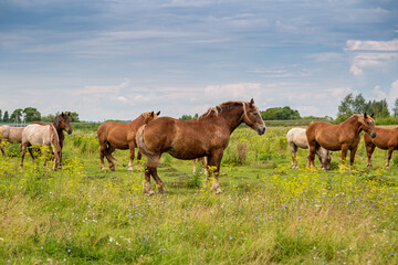 Fototapeta na wymiar horses heavyweights walking in nature