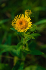 Blooming Inula hirta