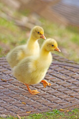 cute domestic geese (Anser anser domesticus) chicks on nature background