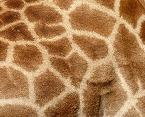 Close up of the pattern of the fur and skin of a southern giraffe (Giraffa camelopardalis)
