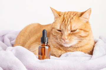 Calm ginger cat and a brown bottle of medication. A glass vial with herbal treatment or CBD oil (medicinal cannabis) for pets and wild animals.