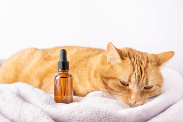 Sad ginger cat and a bottle of herbal tincture or extract with dropper. Mock-up of glass vial with...