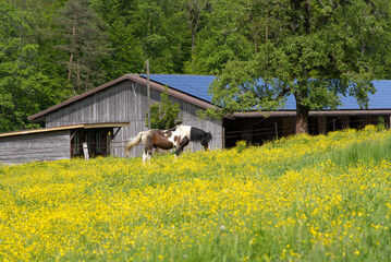 Horse grazing on meadow with yellow flowers at a spring day. Photo taken May 18th, 2021, Zurich, Switzerland.