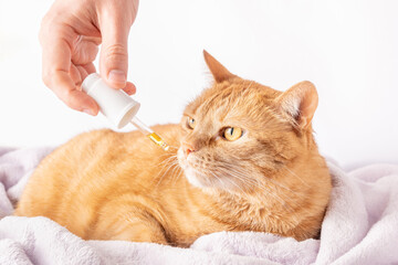 Sick ginger cat is sniffing a dropper with medicine. Homeopathic treatment for ill pets and animals.