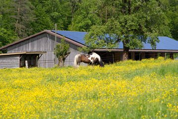 Horse grazing on meadow with yellow flowers at a spring day. Photo taken May 18th, 2021, Zurich,...