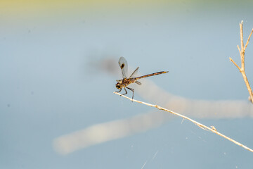 Dragonfly Perched on Branch with blue bokeh background