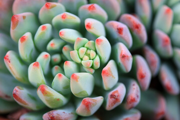 Close up of succulent succulent plants
