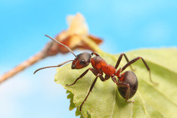 The ant systematically examines the young leaves of the grass. In the spring it is cool and the ant does not run as fast as in the summer.