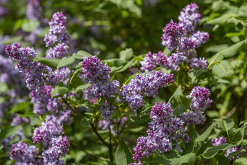 Lilac bush branches with green leaves and bright blossoming flowers