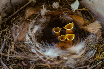 five birds sit in the nest and sing