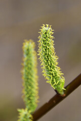 Flowering willow tree. The hairy buds of a willow opened and bloomed in a warm spring day in the Western Urals.