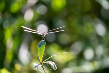 Dragonfly Perched on Branch with wings extended