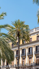 Fototapeta na wymiar Palm Trees In Barcelona City, Spain