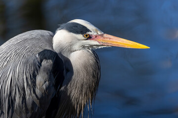 Grey heron bird on nature background