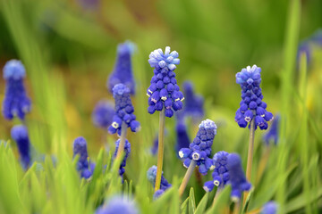 Blue inflorescences of muscari