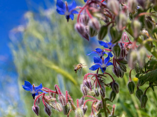 Borage in flower with bees