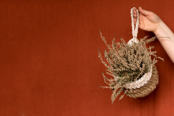 close-up: woman's hand holding knitted flower pot with plant Calluna on red textile background