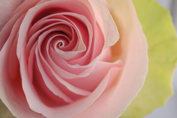 Fototapeta na wymiar Beautiful pink rose, closeup view. Floral decor