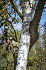 Oak and birch