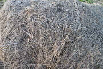 dry hay piled in a pile close-up