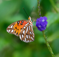 Gulf fritillary butterfly with orange, white, and black markings is seeking pollen on a purple and white flower against a blurred green leaf background.