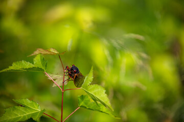 Brood-X Cicada sitting on a green plant with red stalks. No People. 