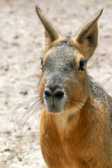 Small Patagonian mara (Dolichotis patagonum) resting in sunlight