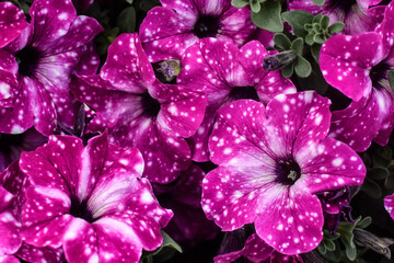 Beautiful fresh colorful pink with white spots, white and purple surfinia flowers in full bloom. Spring blossoms. Summer floral texture for background. Saturated vibrant colors.