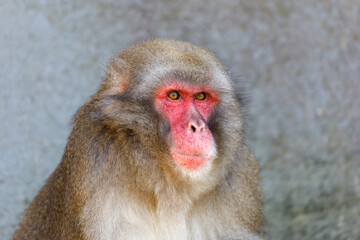 Portrait of a Japanese macaque (Macaca fuscata) outdoor