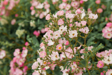 Tender pink bush little flowers of rose. Flower background.