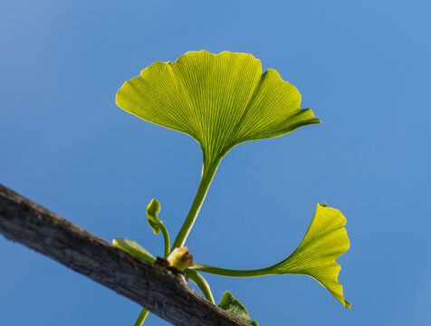 The fan shaped leaves of Ginkgo biloba tree also known as Maidenhair tree. Ginkgophyta.