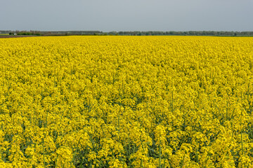 Obraz premium Fields with rapeseed on a sunny day. Rapeseed cultivation. Large yellow field of rape seeds