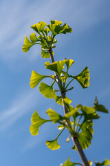 The fan shaped leaves of Ginkgo biloba tree also known as Maidenhair tree. Ginkgophyta.