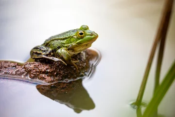 Foto op Canvas Pool frog (Pelophylax lessonae) outdoor © Edwin Butter